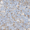 //iqrorwxhrkinlq5q-static.micyjz.com/cloud/loBpjKnjlkSRqippnjkoiq/1611365430831031935-60-60.jpg